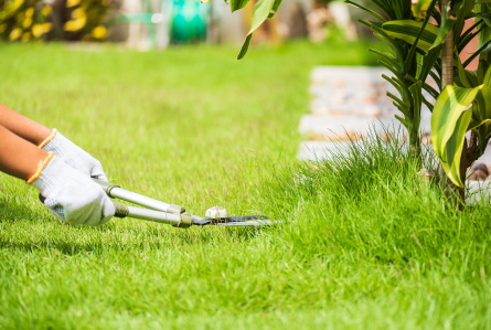 Cut Grass