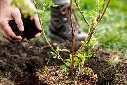 Plantation